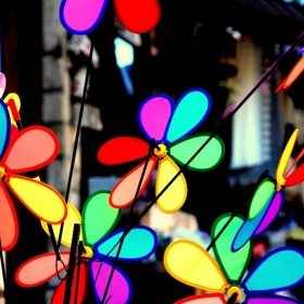 1813727-ruzgarli-gulu-ruzgar-gulu